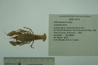 Fallicambarus harpi image